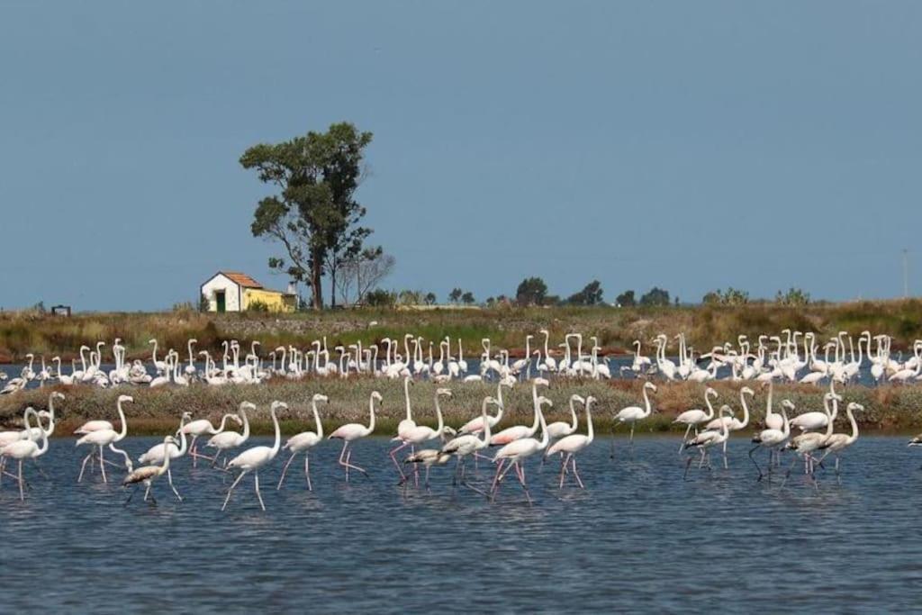 Bird'S Home Aveiro Exterior photo